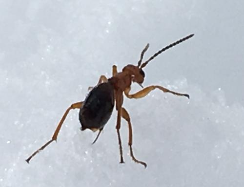 Biorhiza pallida